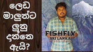 How To Add Salt (ලුනු) Into Your Fish Tank HD.... FishFix SriLanka