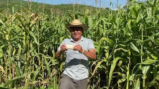 Cortando los elotes  para los esquites, a quien les gustan los esquites.