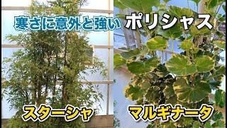 ポリシャス・スターシャとポリシャス・マルギナータの紹介【観葉植物】