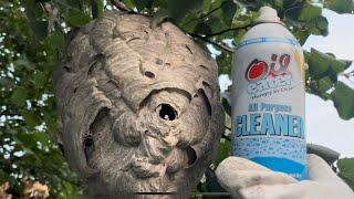 All purpose cleaner vs hornet nest, can we clean the wasp