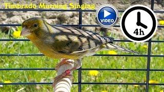 Canary Bird Singing - Timbrado training video