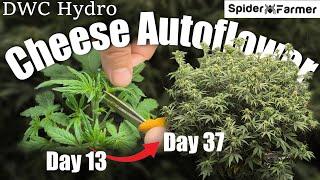 How I Grow E17- Training with Defoliation - Cheese Auto Fastbuds - Spiderfarmer SF4000 Kit