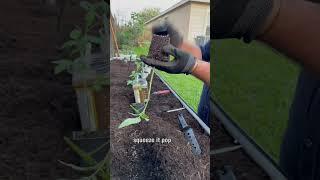 Planting Tomatoes Sideways!