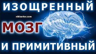 Триединый мозг: рептильный, лимбический, неокортекс. Как строение мозга определяет виды поведения.