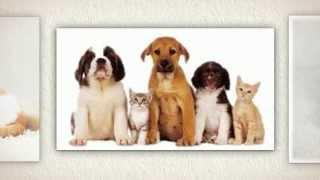 Pet Stain Remover