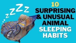 10 Surprising and Unusual Animal Sleeping Habits!