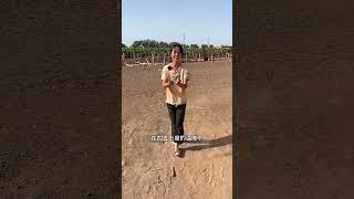 #新疆特产 #吐鲁番葡萄干 #优质农产品 #乡村守护人
