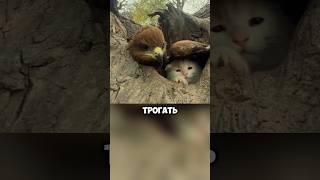 Ястреб приютил котят. То что случилось потом - разбивает сердце... #шортс