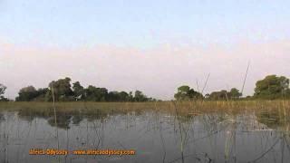 Okavango Delta -- on safari with Africa Odyssey in Okavango Delta, Botswana