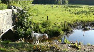 2023-05-27 Ellie's Walks - Arrival