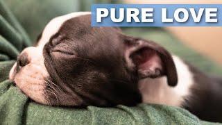 6 Signs Your Boston Terrier Loves You (Scientific + Owner Reviews)