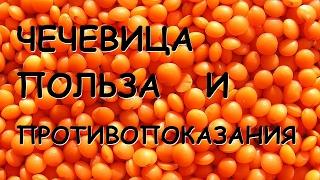 Чечевица. Польза и вред.