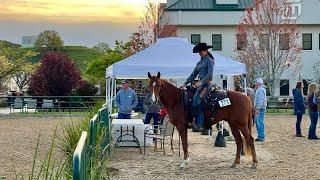 Ranch Riding pattern #7 (8 months under saddle)