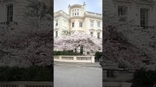 It is that time of the year in London #spring #springinLondon #cherryblossoms #sakura #london