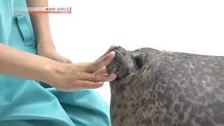 Haha seal neck go squish on loop