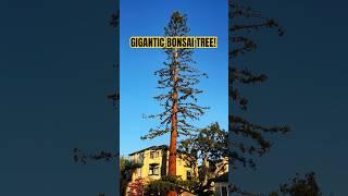 GIGANTIC REDWOOD TREE PRUNED INTO A GIGANTIC BONSAI TREE! #shorts #redwood #bonsaitree