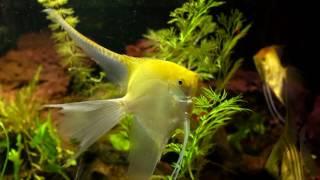 How to choose healthy fish for your aquarium