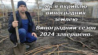 Як я вкриваю виноградник землею 2024