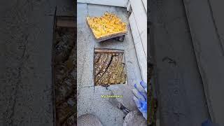 4 Storey Rooftop Bee Rescue! | #savethebees #beehive #shorts