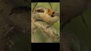 Penduline tit makes a nest.  #shots# #nest #birds #wildlife