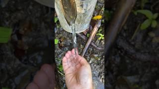 Refreshing and cold spring water #nature #farmlife #short