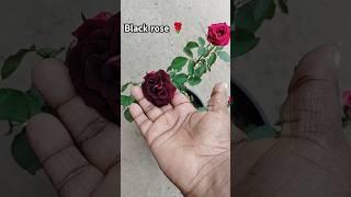 My black rose  #blackrose #floweringplants #gardening #flowers #mygarden #shorts  #youtubeshorts