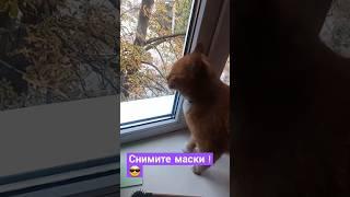 #youtubeshorts #shorts #мудрость #cats #dogs #собака #котики #одесса #топ #рекомендации #reels