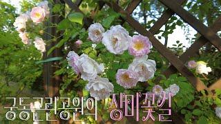 궁동근린공원의  장미꽃길  Rose Flower Road in Gungdong Neighborhood Park