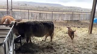 Calf Zoomies in the afternoon rain 