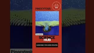 Pinocytosis | Cell drinking process | Science Hub #sciencehub #cellbiology