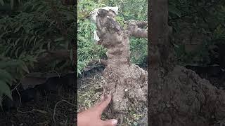 MCT trung nu da đen. Nuôi 7-8-9 năm, cắt tới cắt lui, bổ sung rồi lọc chi cuối cùng thành phôi 
