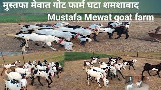 मुस्तफा मेवात गोट फार्म घटा शमशाबाद mustfa Mewat got form Ghata Shamshabad #9050024264