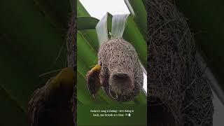 Bird  Nature's Builder️  #bayaweaver  #nest #nestbuilding #nature