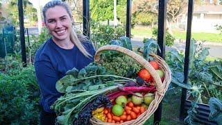 Abundant HOME GARDEN HARVEST + surprise self-seeded hybrids