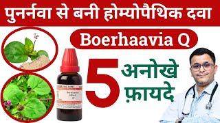 Punarnava ke fayde Benefits of Punarnava Boerhavia diffusa homeopathic medicine #RxHpathy