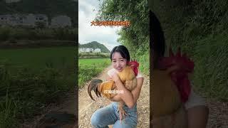 The big rooster came back after a walk and asked me to hug it again. The big rooster also needs