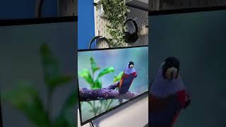 Advance ADV3203A Smart TV / Televisi Android Digital LED Full HD TV 32 inch