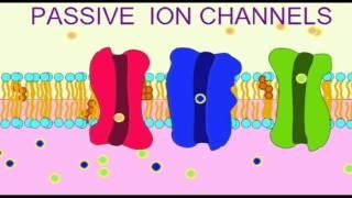 AP1: NEURON: PASSIVE ION CHANNELS