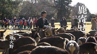 ホルンだよ。ご馳走だよ。全員集合！　鹿寄せ　飛火野（春日大社境内）　奈良