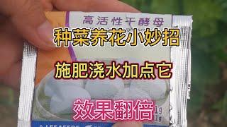 酵母粉用在種菜種花是很神奇，施肥澆水時加一點，效果不是一般好