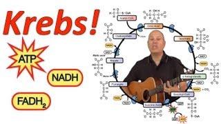 Krebs! (Mr. W's Krebs Cycle Song).