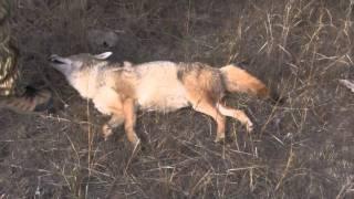 coyote hunting - Dead coyote - @ 37 paces