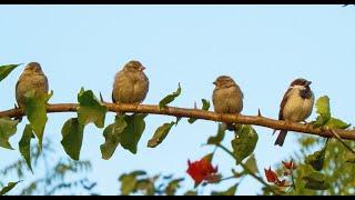 how does house sparrow sings ?Old world Sparrows | Passeridae