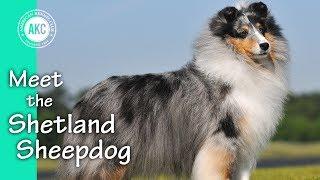 Meet the Shetland Sheepdog