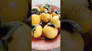 (গাব ফল)এই ফলটা দেখলে ছোটবেলার কথা খুব মনে পড়ে যায়।#Shorts video#village food sarmin .