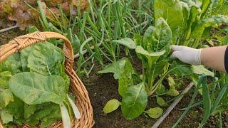 Do it like this and you'll have chard all year round - little growing secrets