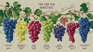 Top 10 Grape Varieties You Need to Know!