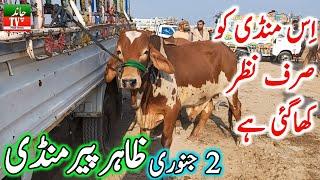 Zahir Pir Cow Mandi Zero Size Cholistani Ablak Nukre Gulabi Sahiwal Bachre || Cow Mandi 2025