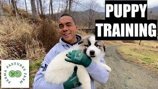 Training The Livestock Guardian PUPPY!