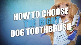 How to Choose the Best Toothbrush for Dogs